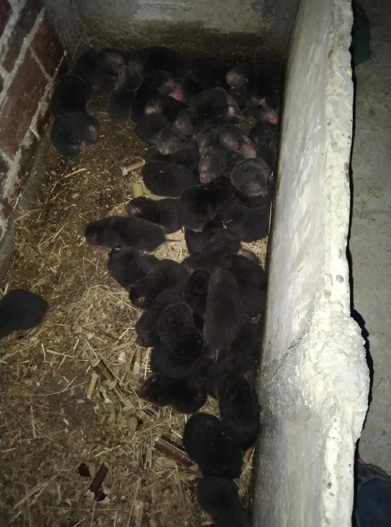 广西桂林竹鼠种苗价格-图2