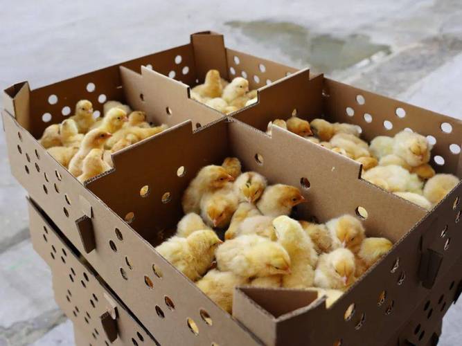 哈尔滨谷实鸡饲料价格多少钱？-图3