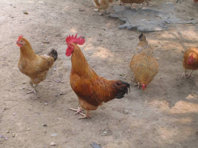 哈尔滨谷实鸡饲料价格多少钱？-图2