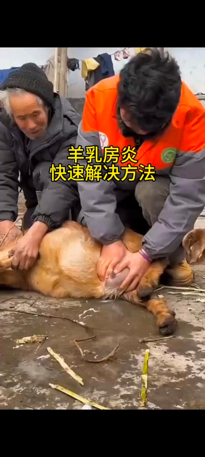 母羊科学饲养管理技术-图1