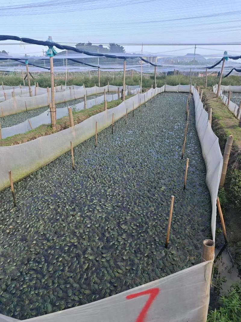 河南最新水产养殖技术-图2 河南最新水产养殖技术-图2