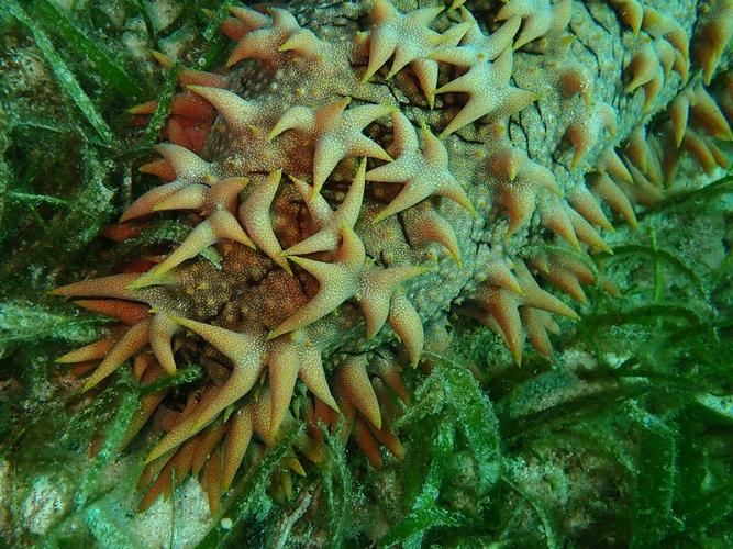 长条形海参是什么品种？-图1