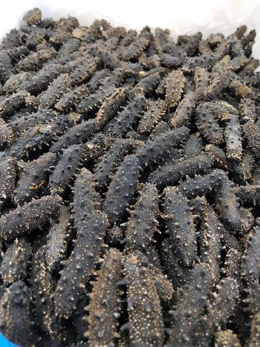 长条形海参是什么品种？-图3