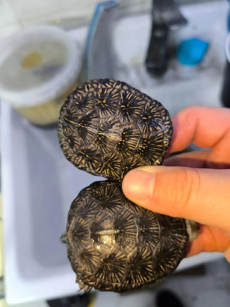 2025年欧泽龟价格会涨还是跌？-图2