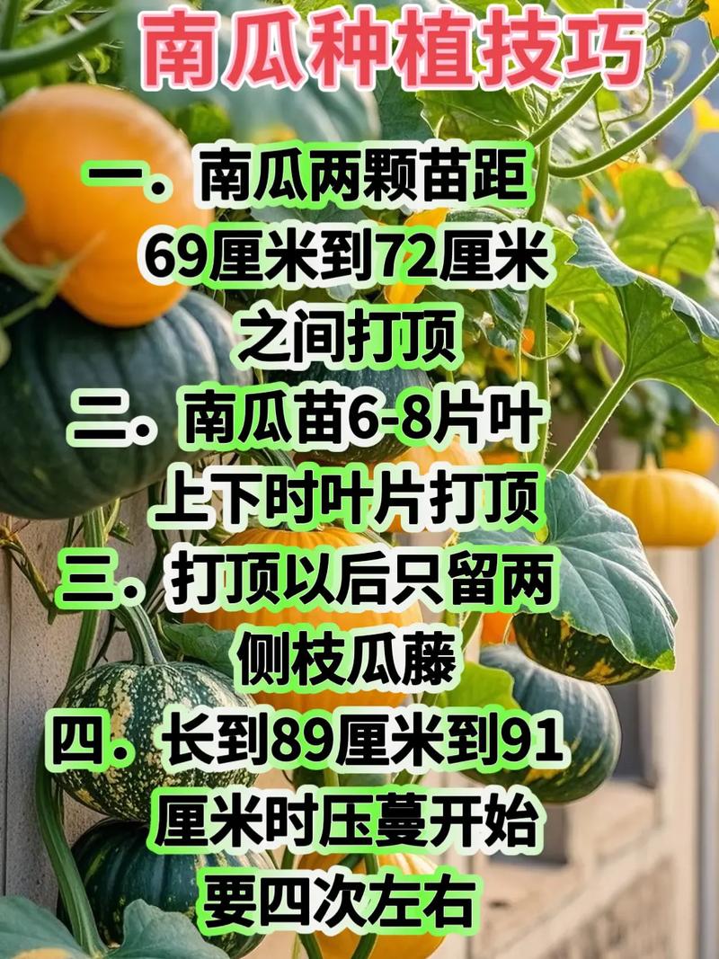 高产南瓜种植技术视频,如何高效种植?-图1 高产南瓜种植技术视频,如何高效种植?-图1