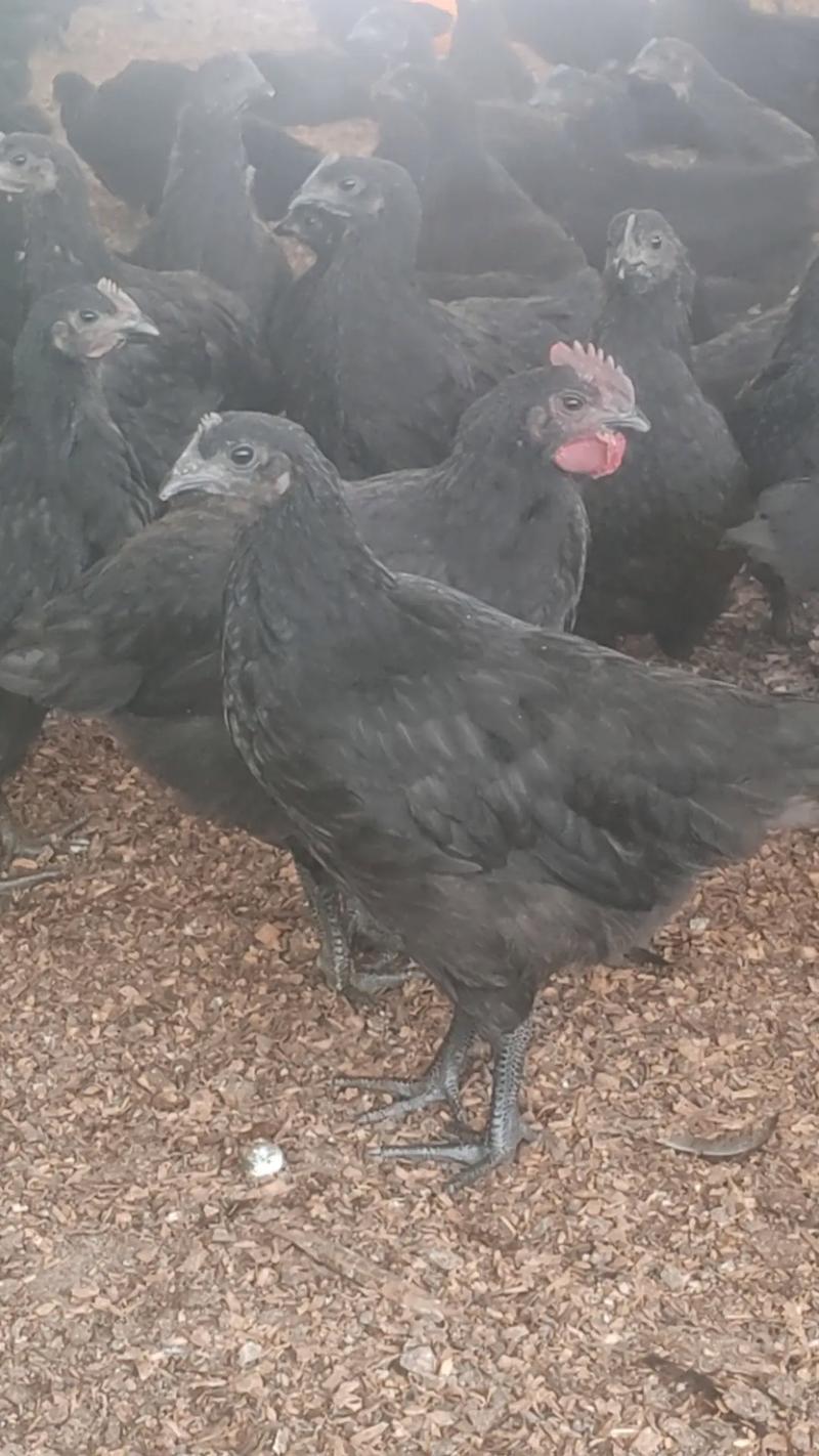 绿壳蛋鸡哪个品种最好?-图1 绿壳蛋鸡哪个品种最好?-图1