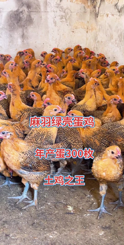 绿壳蛋鸡哪个品种最好?-图2 绿壳蛋鸡哪个品种最好?-图2