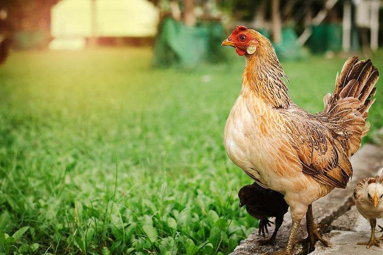 绿壳蛋鸡哪个品种最好?-图3 绿壳蛋鸡哪个品种最好?-图3