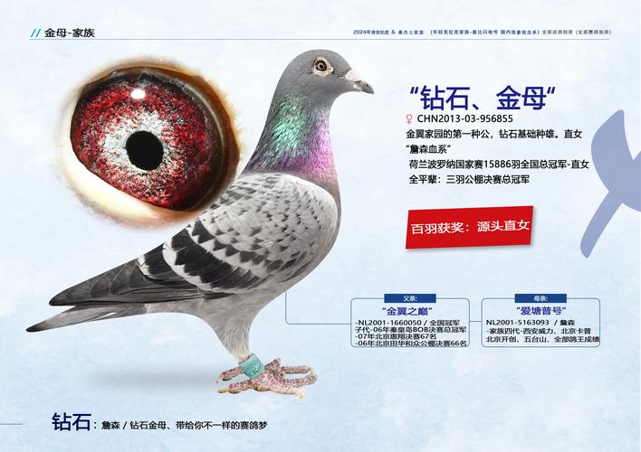 哪种品种的鸽子最值钱-图1