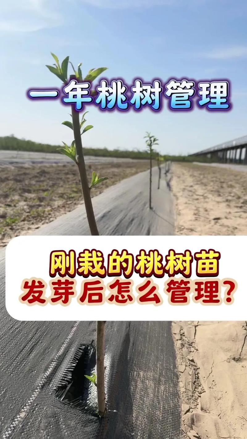 南方桃子怎么种植技术-图2 南方桃子怎么种植技术-图2
