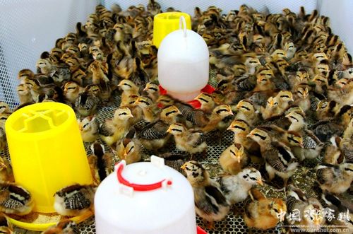 农村合作野鸡养殖技术-图3