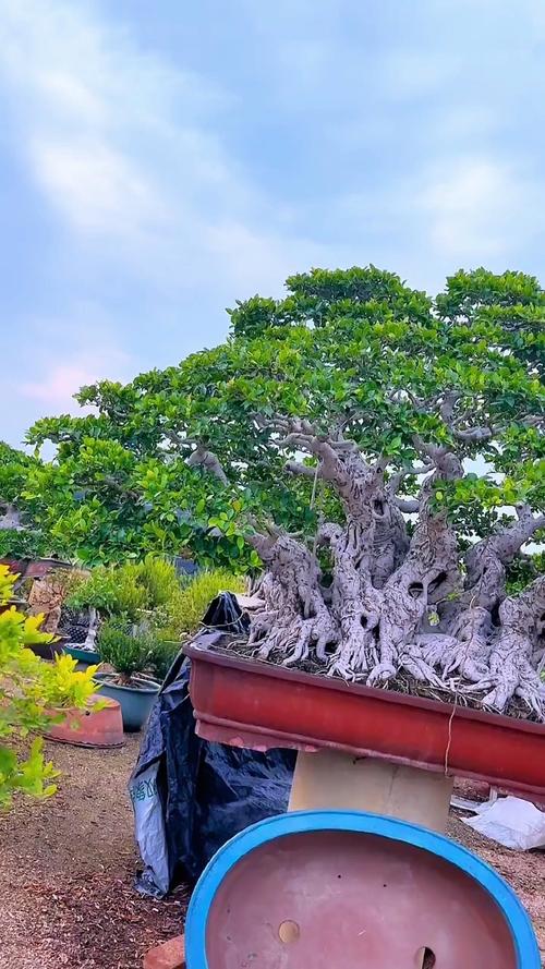 小榕树的品种图片大全-图2