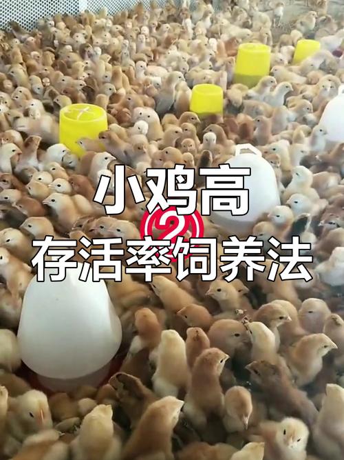 新手养鸡怎么养殖技术-图2