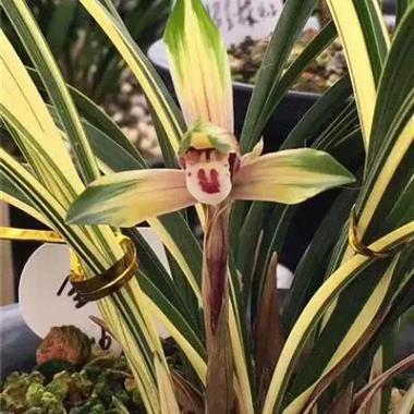 舟山最名贵的兰花品种-图2 舟山最名贵的兰花品种-图2