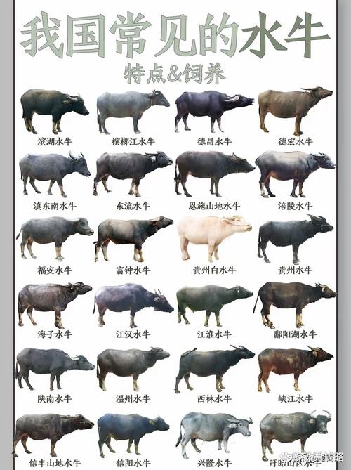 散养牛选什么品种好?-图1 散养牛选什么品种好?-图1