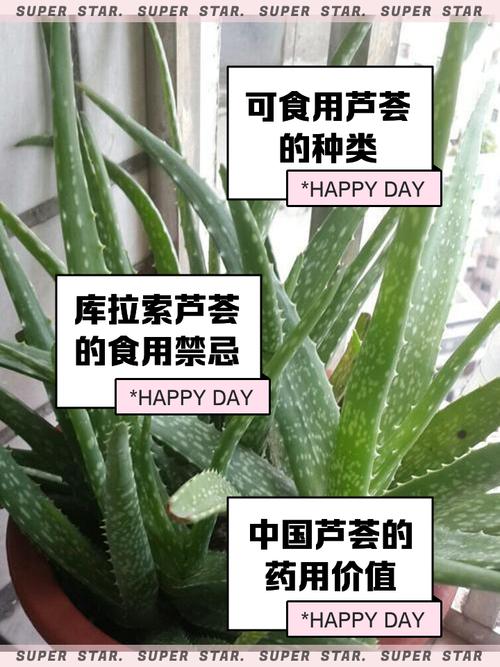 可食用芦荟品种哪种好-图1