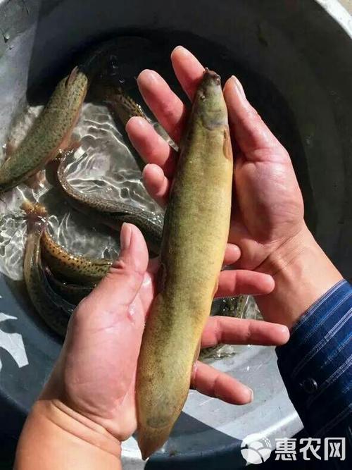 培训台湾泥鳅孵化技术-图3
