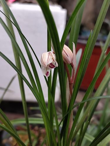 送朋友兰花送什么品种-图1 送朋友兰花送什么品种-图1