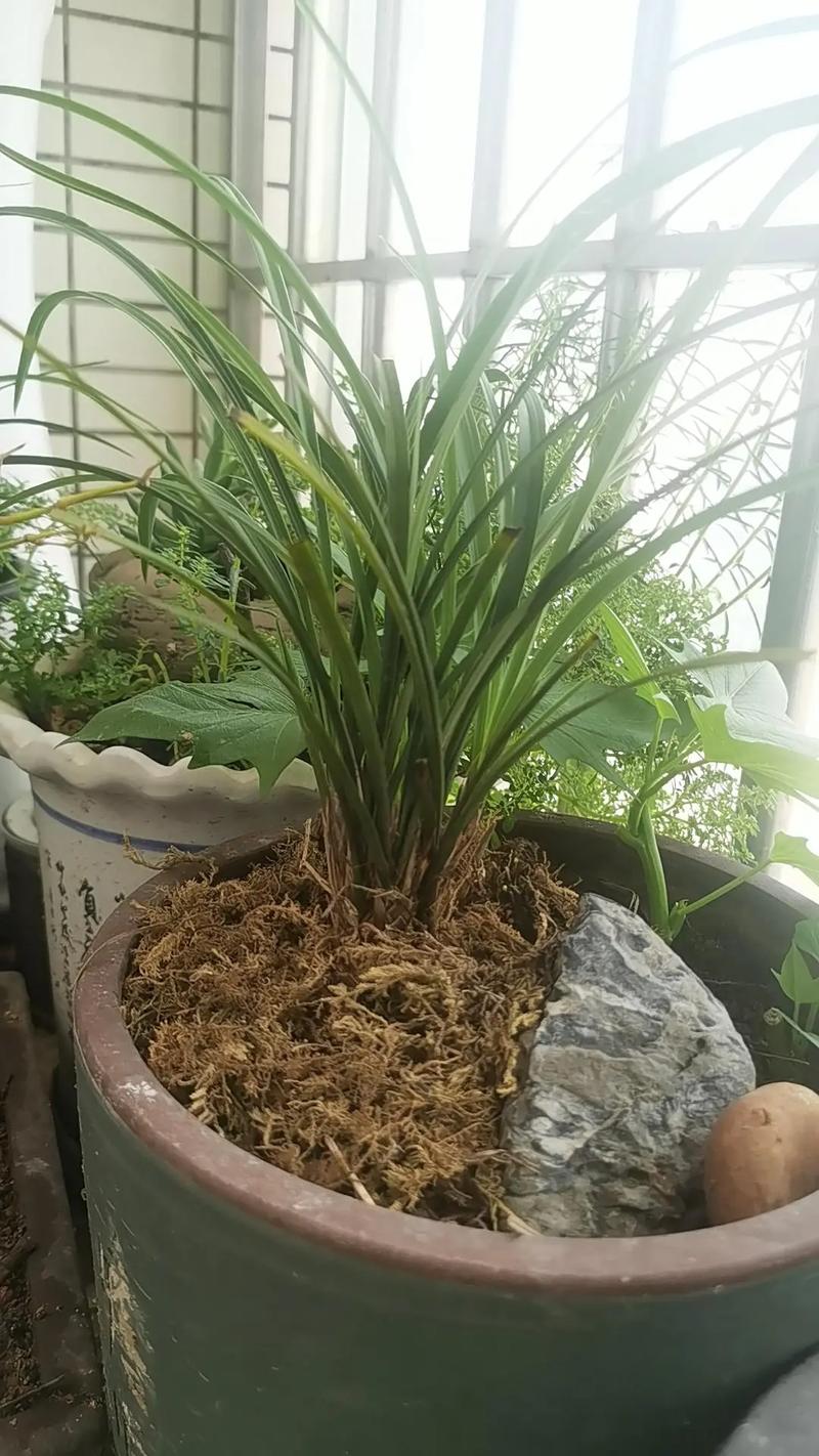 送朋友兰花送什么品种-图2 送朋友兰花送什么品种-图2