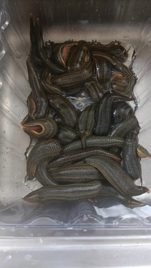 什么品种的生水水蛭好-图2 什么品种的生水水蛭好-图2