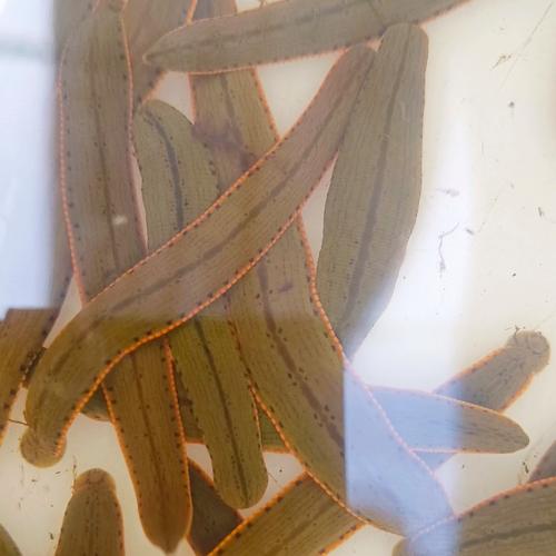 什么品种的生水水蛭好-图3 什么品种的生水水蛭好-图3