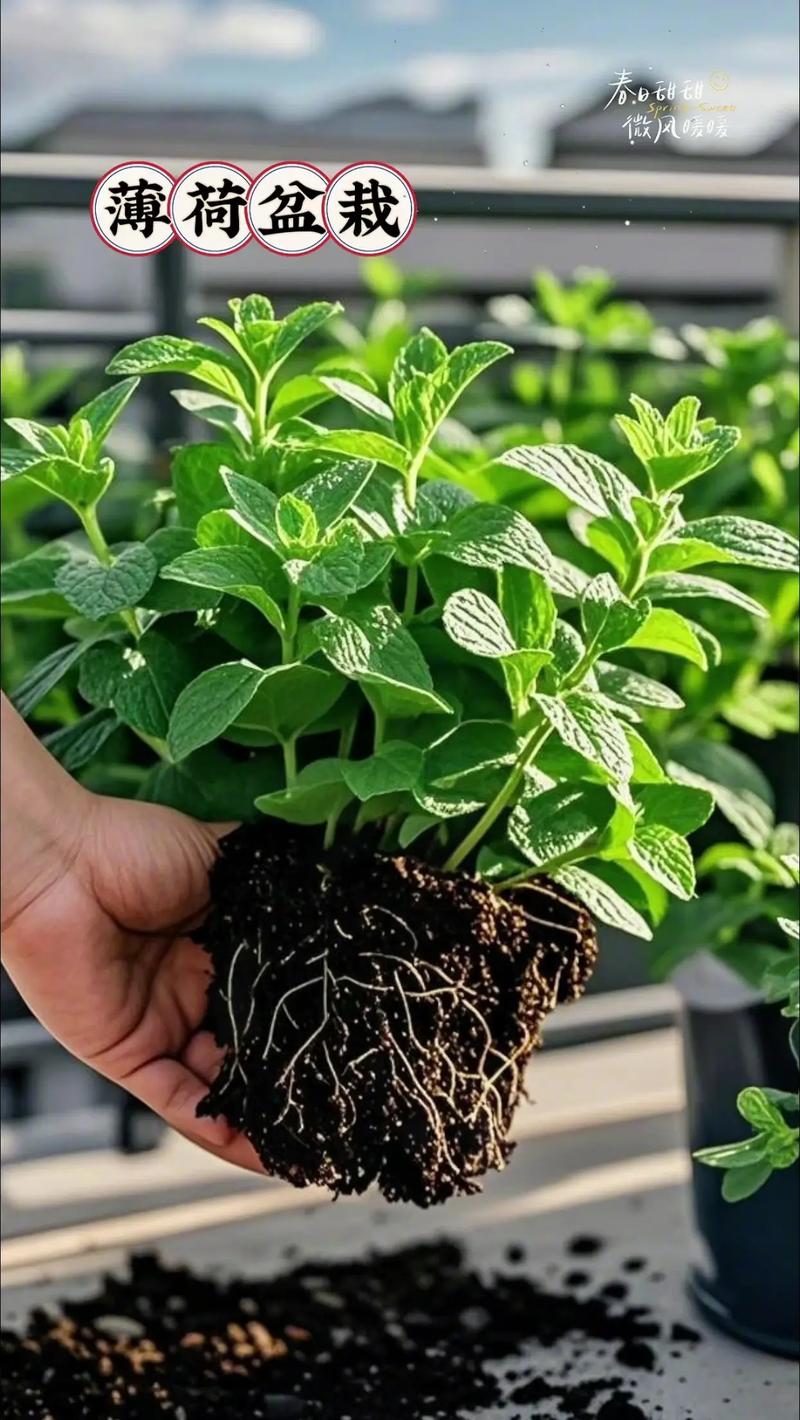 驱蚊什么品种的薄荷好-图3