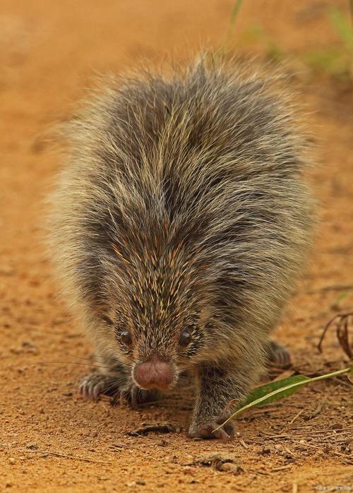 箭猪价格多少好销售吗-图3 箭猪价格多少好销售吗-图3