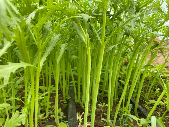 茼蒿种植技术视频大全-图2