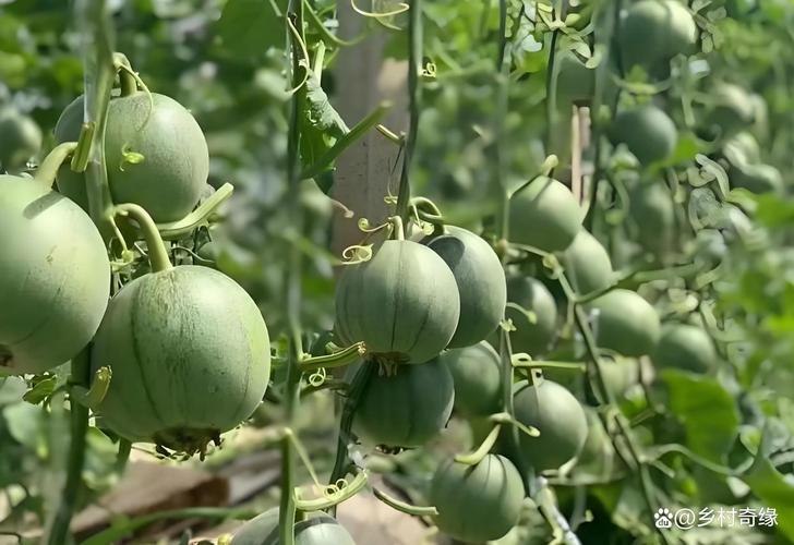 嫁接绿宝甜瓜管理技术-图1