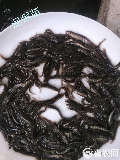 江苏无锡泥鳅苗的价格-图2