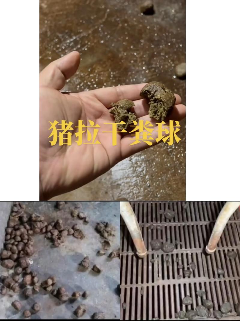 猪粪蝇蛆养殖技术视频-图1 猪粪蝇蛆养殖技术视频-图1