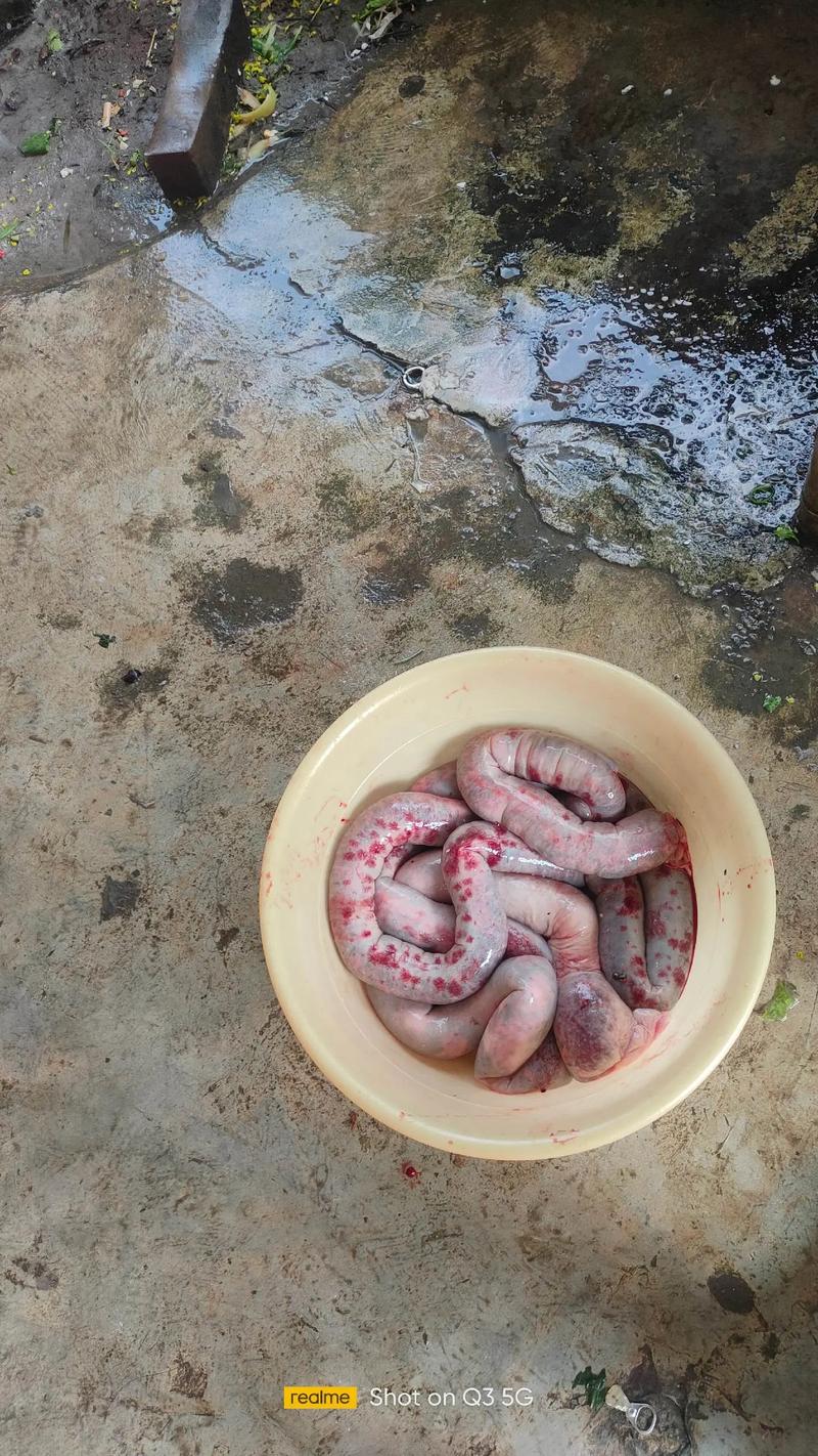 猪粪蝇蛆养殖技术视频-图2 猪粪蝇蛆养殖技术视频-图2