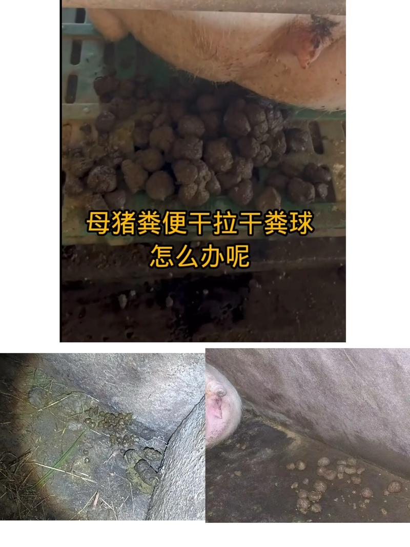 猪粪蝇蛆养殖技术视频-图3 猪粪蝇蛆养殖技术视频-图3