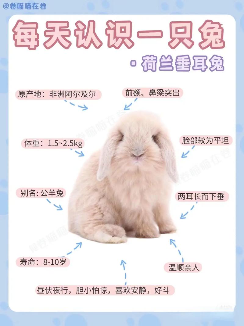 兔子不同品种能配种吗-图2 兔子不同品种能配种吗-图2