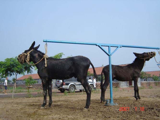 中国哪里的驴品种最好？-图1