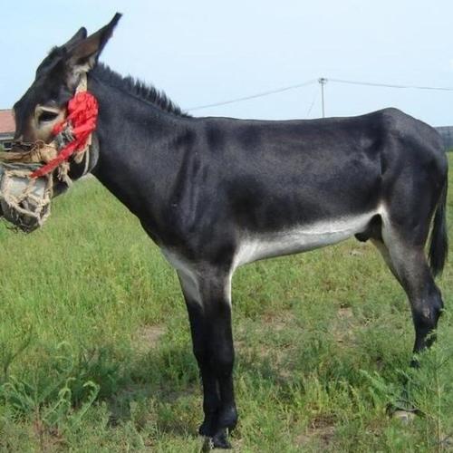 中国哪里的驴品种最好？-图3