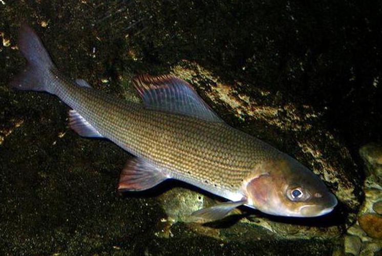 鸭绿江沙包鱼养殖技术有哪些关键要点?-图1 鸭绿江沙包鱼养殖技术有哪些关键要点?-图1