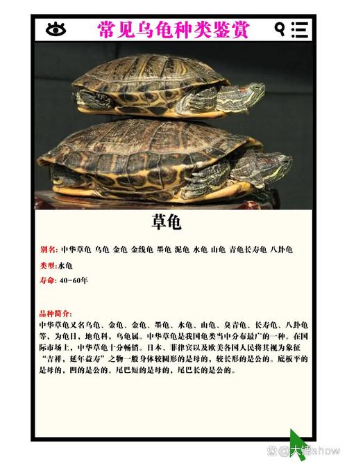 如何一眼认出小乌龟的品种?-图1 如何一眼认出小乌龟的品种?-图1