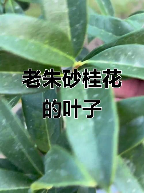 细锯齿桂花是哪个品种？-图1