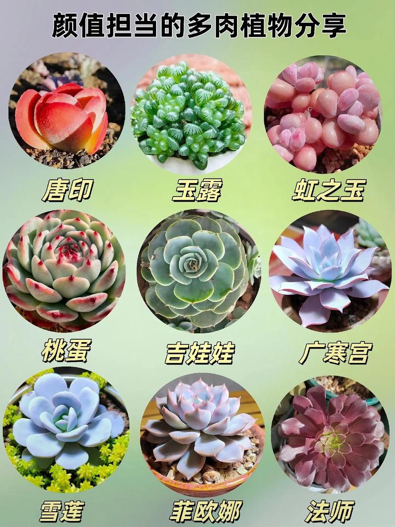 哪些花卉属于多肉品种?-图2 哪些花卉属于多肉品种?-图2