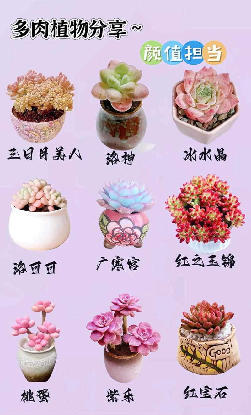 哪些花卉属于多肉品种?-图1 哪些花卉属于多肉品种?-图1