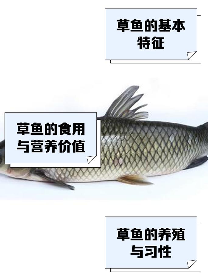 草鱼养殖技术加盟方式-图1