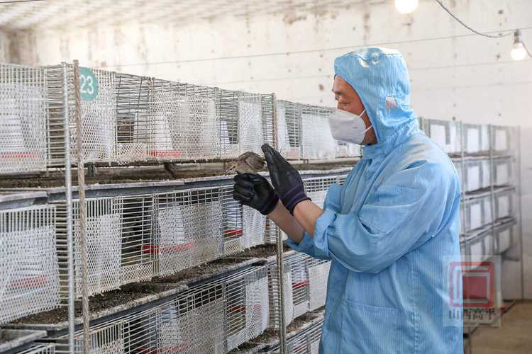 鹧鸪苗如何养？养殖技术要点有哪些？-图2