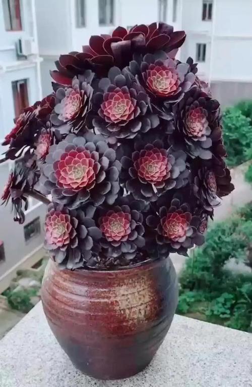 多肉法师有哪些常见品种？-图2