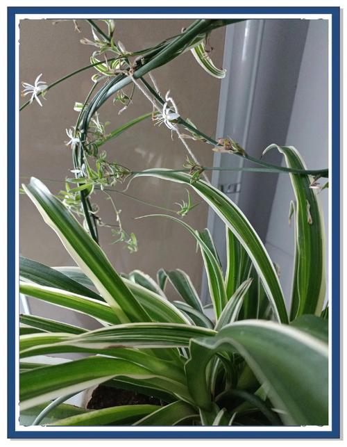 吊兰开花是品种差异吗？-图2