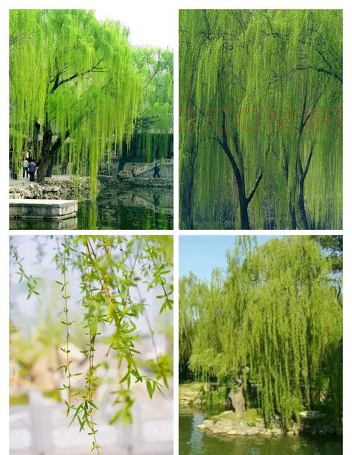 什么品种的柳树效益高-图2