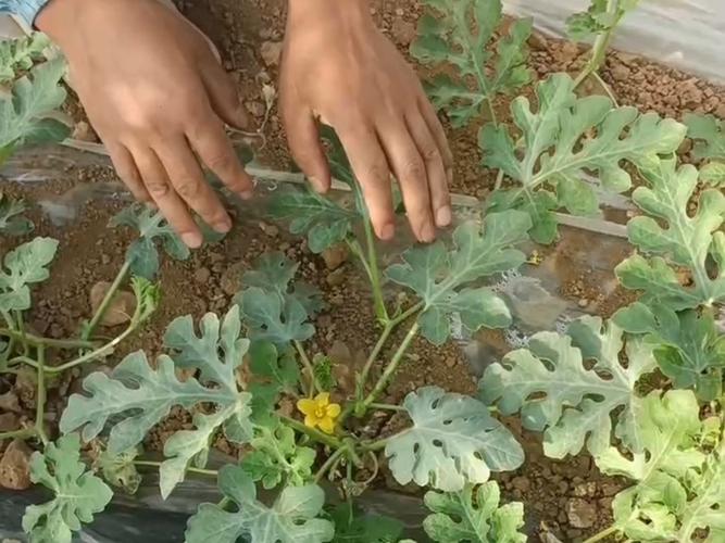 西瓜结果整枝怎么操作？-图1