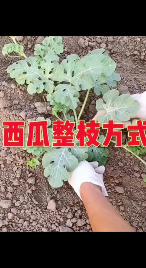 西瓜结果整枝怎么操作？-图3