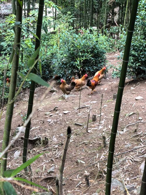 林下鸡养殖选什么品种好?-图1 林下鸡养殖选什么品种好?-图1