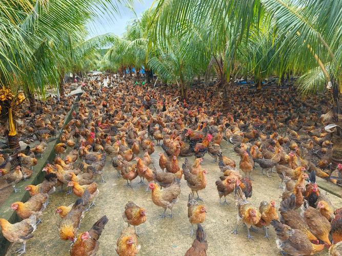 林下鸡养殖选什么品种好?-图2 林下鸡养殖选什么品种好?-图2